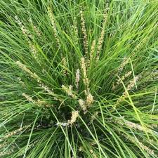 Image result for Motandra paniculata
