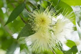 Image result for Syzygium jambos