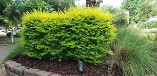 Find help and information on ligustrum sinense 'sunshine' chinese privet golden privet, including varieties and pruning advice. Sunshine Privet Ligustrum Sinense Sunshine From Taylor S Nursery