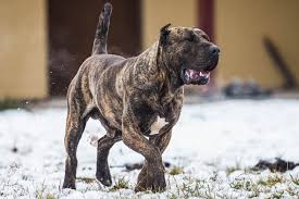Maybe you would like to learn more about one of these? Dogo Canario Kennel Djordjoni Kennel Presa Canario Puppies For Sale