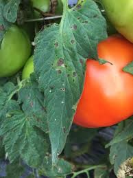 Image result for tomato seedling early blight