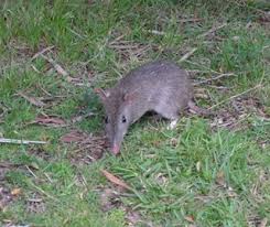 The hole is approximately the size of a skunk nose. Bandicoots Nsw Environment Energy And Science
