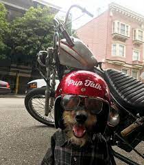 Everyday Day Is Dog Day Around Here Biker Life Motorcycle Life Motorcycle
