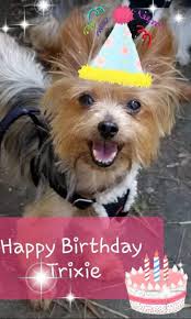 Boris, Trixie & baby Bear Bear A Yorkie Family