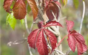 Image result for Parthenocissus