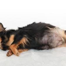 The early signs of bone cancer in dogs can difficult for pet parents to recognize since symptoms tend to be subtle. A Danger For Intact Females Pyometra American Kennel Club