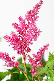 Thrives in dappled or full shade. Prachtspiere Astilbe Japonica Gunstig Online Kaufen