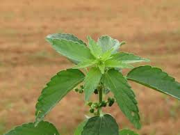 Image result for Acalypha lanceolata