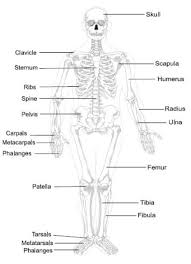 Bone Diagram Pdf Free Human Anatomy Coloring Pages Pdf