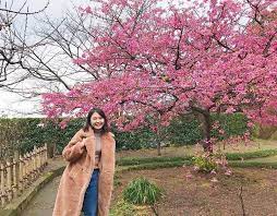 Selain sakura, berbagai jenis bunga lain, seperti wisteria, lumut phlox, dsb., juga mekar di musim semi. Ini Jadwal Lengkap Musim Sakura Jepang Tahun 2019