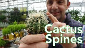 Cacti require level 55 farming to grow. Cactus Spines And Plant Protection Youtube
