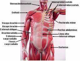 Mar 23, 2021 · the ab rollout has you either grip a barbell loaded with plates, an ab wheel, or an exercise ball to extend your torso towards the ground. Images Of Torso Muscle With Label Torso Anterior Muscle Labeled Anatomy Diagram Pics Anatomy Biceps Brachii Anatomy And Physiology