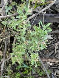 Image result for Gnaphalium polycaulon