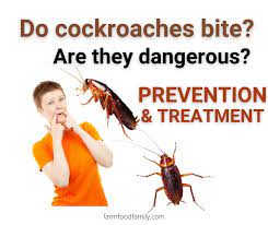 Do Roaches Bite Humans And Pets Signs Prevention And Treament