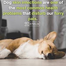 Starting at $3.72 per tablet. Cefpodoxime For Dogs Guide How It Works Dosage Side Effects All Pet S Life