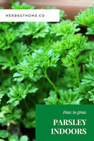 How To Grow Parsley Indoors Growing Parsley Herbs Indoors Growing Vegetables