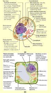 The structure of proteins that form intermediate filaments (if) was first predicted by computerized analysis of the amino acid sequence of a human epidermal keratin derived from. Solved If The Nucleolus Were Not Able To Carry Out Its Function Chegg Com