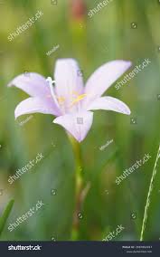 Image result for Amaryllidaceae