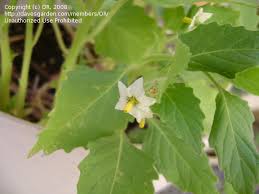Sign up or log in now to post in forums. Plant Identification Closed Star Shaped White Flower Very Little With A Yellow Center 1 By Or