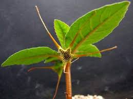 Image result for Dorstenia cuspidata