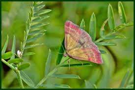 Image result for Pyrausta sanguinalis