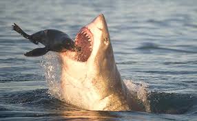 Shark Animal Digestion