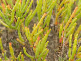 Image result for Salicornia pachystachya