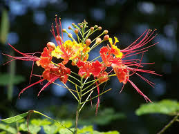 Free Image On Pixabay Bangladeshi Krishnachura Flower Flowers Different Flowers Mother Nature