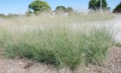 Image result for Eragrostis friesii