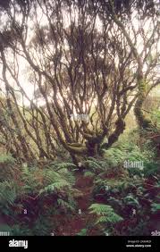 Image result for Cyperus karisimbiensis