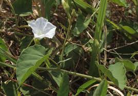 Image result for Bonamia mossambicensis