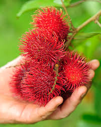 The fruit is eaten as a food and used for medicine. Mamon Chino Are Sold On Practically Every Corner In Costa Rica Q Costa Rica