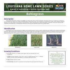 As a result, these lawns are capable of surviving in extreme conditions. Louisiana Home Lawn Series Bahiagrass