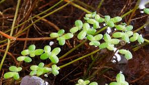 Image result for Lemna