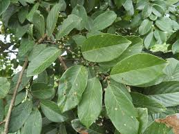 Image result for Bridelia scleroneura