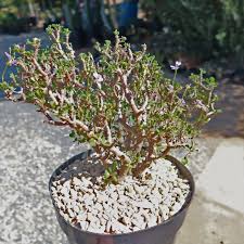 Image result for Pelargonium