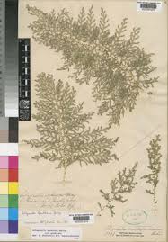 Image result for Selaginella goudotiana