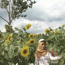 Bunga matahari atau biasa disebut sunflower tidak hanya memiliki bentuk mirip dengan matahari, tetapi pertumbuhannya juga sangat bergantung pada intensitas sinar matahari. Jadilah Seperti Bunga Matahari F Esioktawulansari24 Facebook