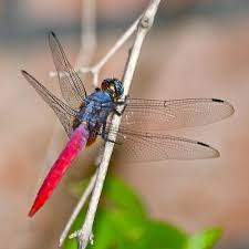 Black And Blue Dragonfly Red Blue N Black Dragonfly Dragonfly Damselfly Red