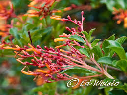 Maybe you would like to learn more about one of these? Florida Native Trees Shrubs Page 5 Of 11