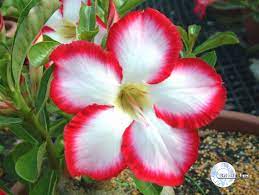 Pin On Plants I Love