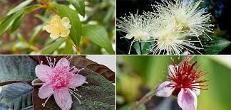 Image result for Myrtaceae