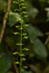 Image result for Habenaria nyikensis