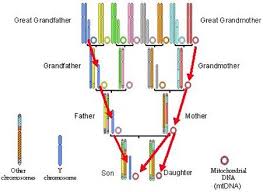 4 Kinds Of Dna For Genetic Genealogy Dnaexplained
