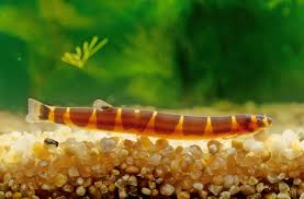 Striata Botia, Golden Dojo And Dojo Loach | Aquarium Forum