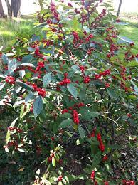 Winterberry Bush Prettiest It Has Ever Been Since Planting Must Have A Male And Female Berries Stay Long Aft Winterberry Bush Hillside Garden Winter Garden