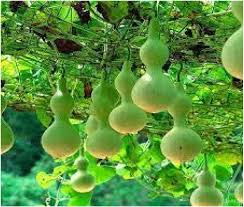 Image result for Lagenaria breviflora