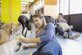 Maybe you would like to learn more about one of these? Las Vegas Pet Boarding Deals In And Near Las Vegas Nv Groupon