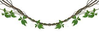 Twisted Jungle Vines With Green Leaves Of Wild Morning Glory Liana Plant Isolate Aff Wild Leaves Glory Morning Jun Vine Drawing Vine Tattoos Vines