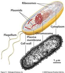Biology Pictures Bacteria Cell Biology Biology Science Cells